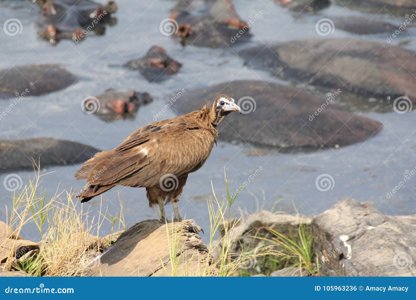 Eagle in Family during Day Time at Ruaha National Park Tanzania Stock ...