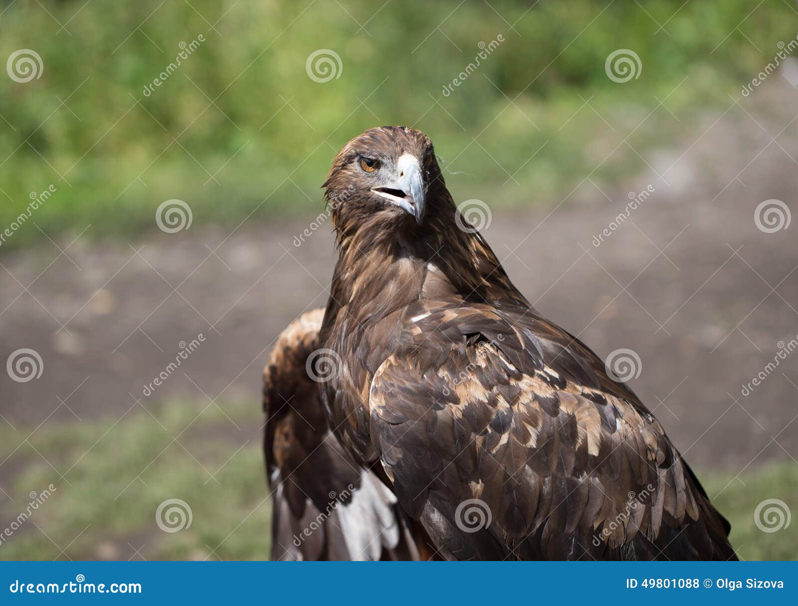 Eagle Filia photo for you