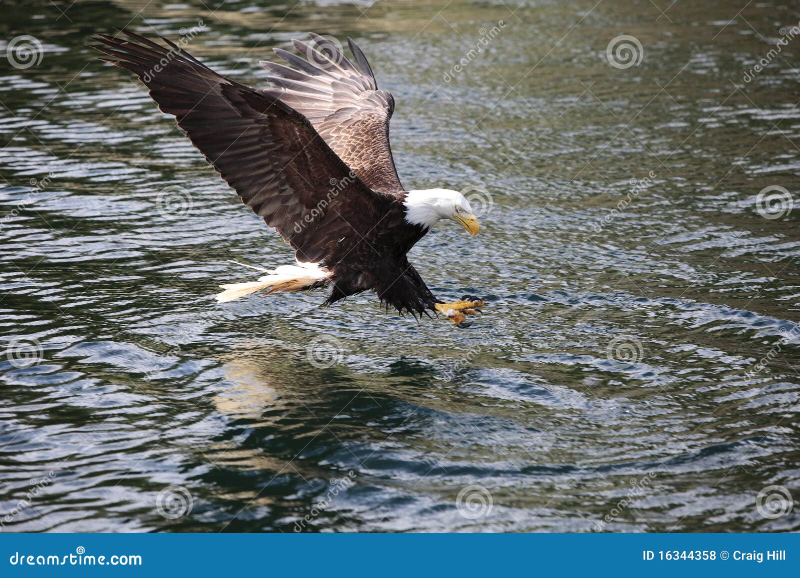 Eagle Fishing stock photo. Image of wildlife, fishing 16344358