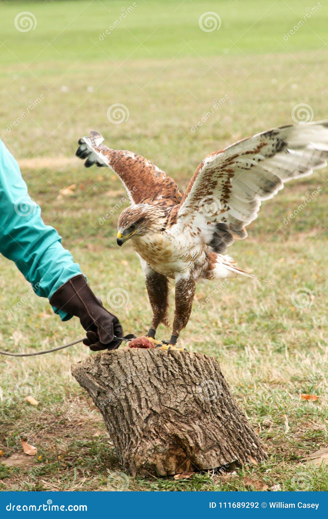 Eagle Flapping Over Meat Placed on Stump Stock Photo Image of catch