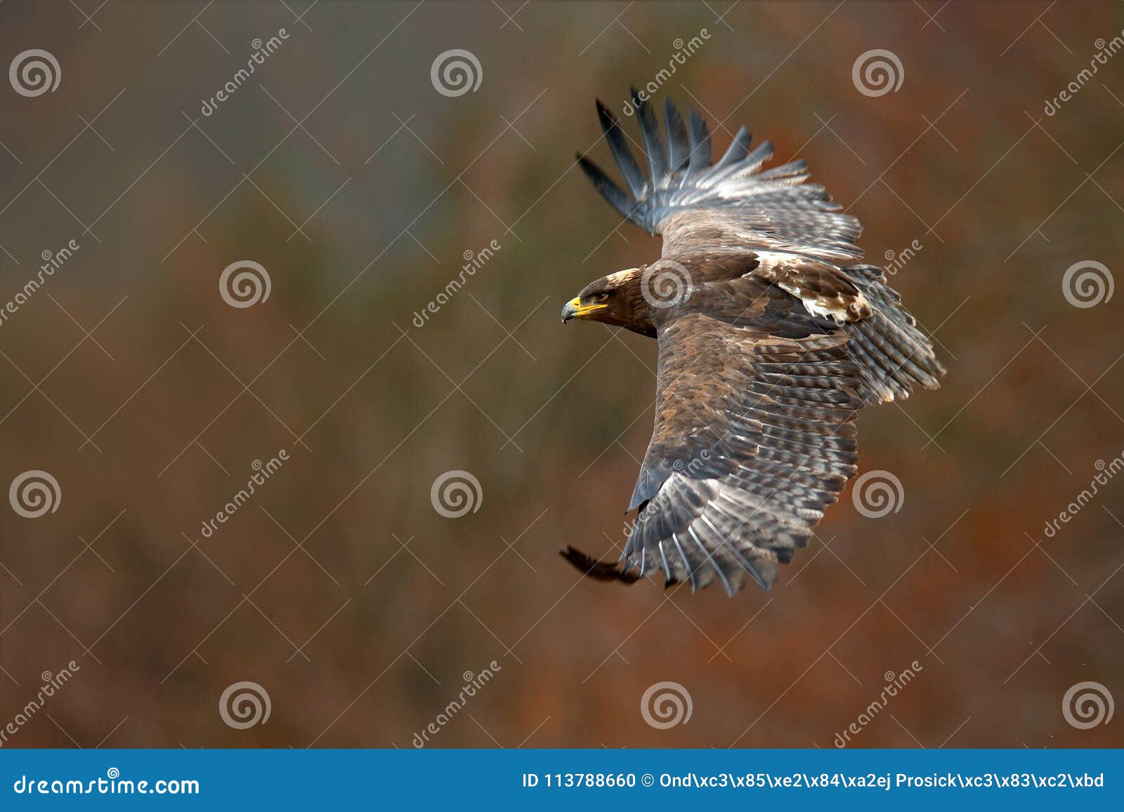 eagle in fly. flying dark brawn bird of prey steppe eagle, aquila nipalensis, with large wingspan. wildlife scene from nature. act