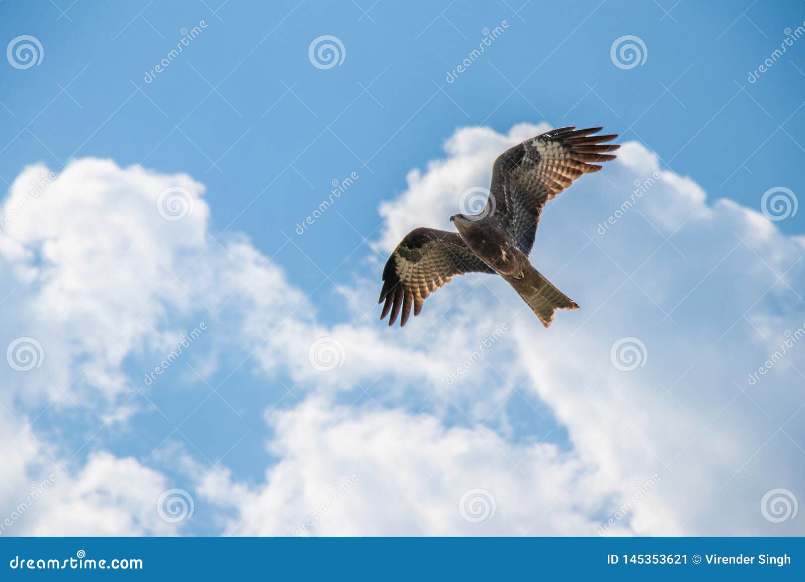 Eagle Flying Across The Blue Sky Stock Image - Image of european