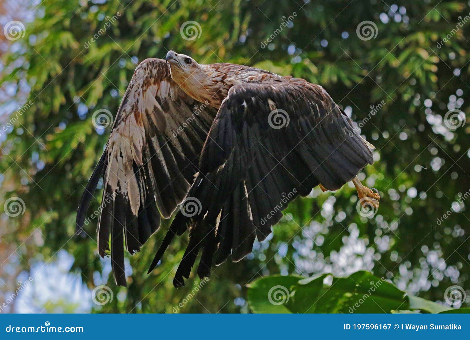 An eagle is flying stock image. Image of motion, close - 197596167