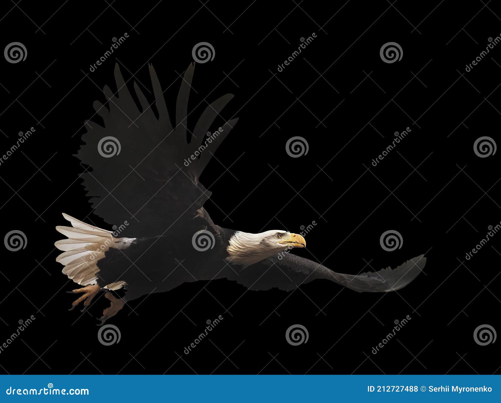 Eagle Flying Isolated at Black Stock Photo Image of falconry, landing