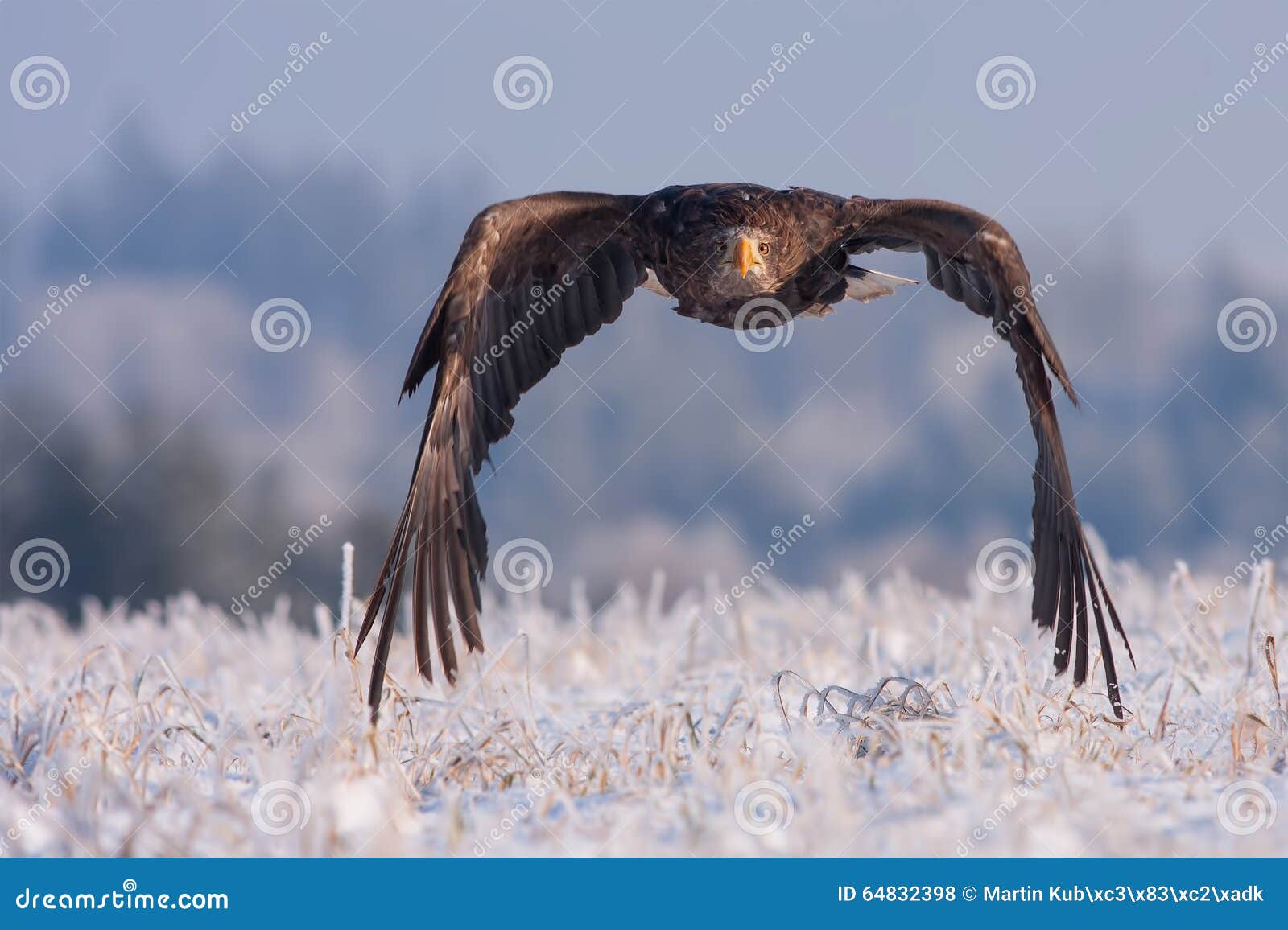 Eagle in frozen snow stock photo. Image of snow, bird 64832398