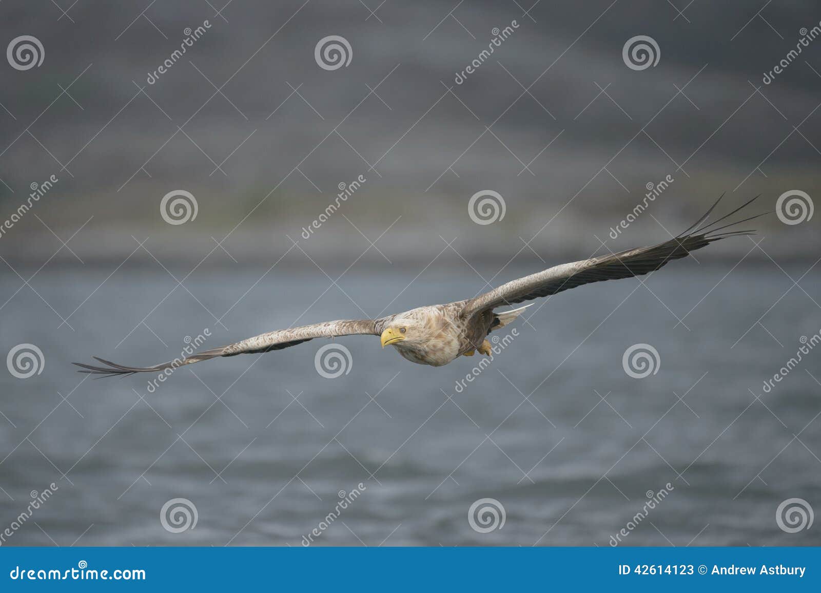 Eagle Gliding immagine stock. Immagine di preda, piuma 42614123