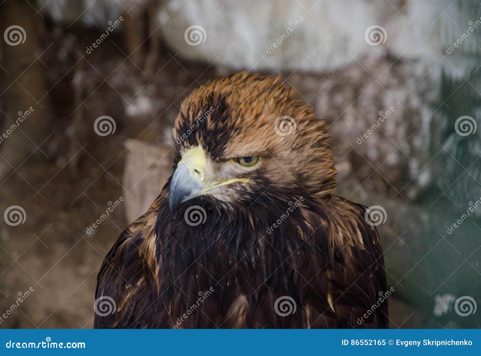Eagle head brown stock image. Image of close, front, golden - 86552165