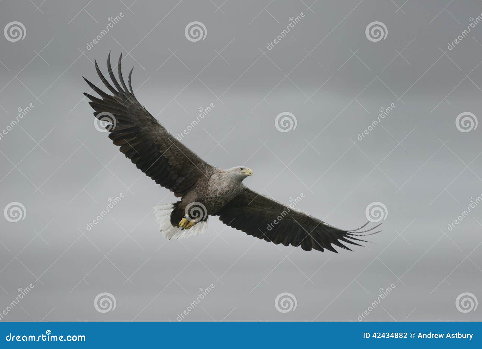 Eagle im Flug. Ein hochfliegendes Weiß band Eagle gegen einen bewölkten Himmel an Dieser Vogel war im Jahre 1989 beringt