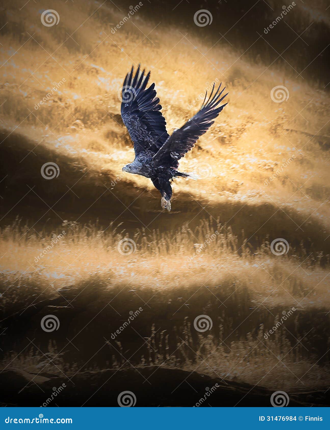 Eagle lifts stock photo. Image of nature, tail, majestic 31476984