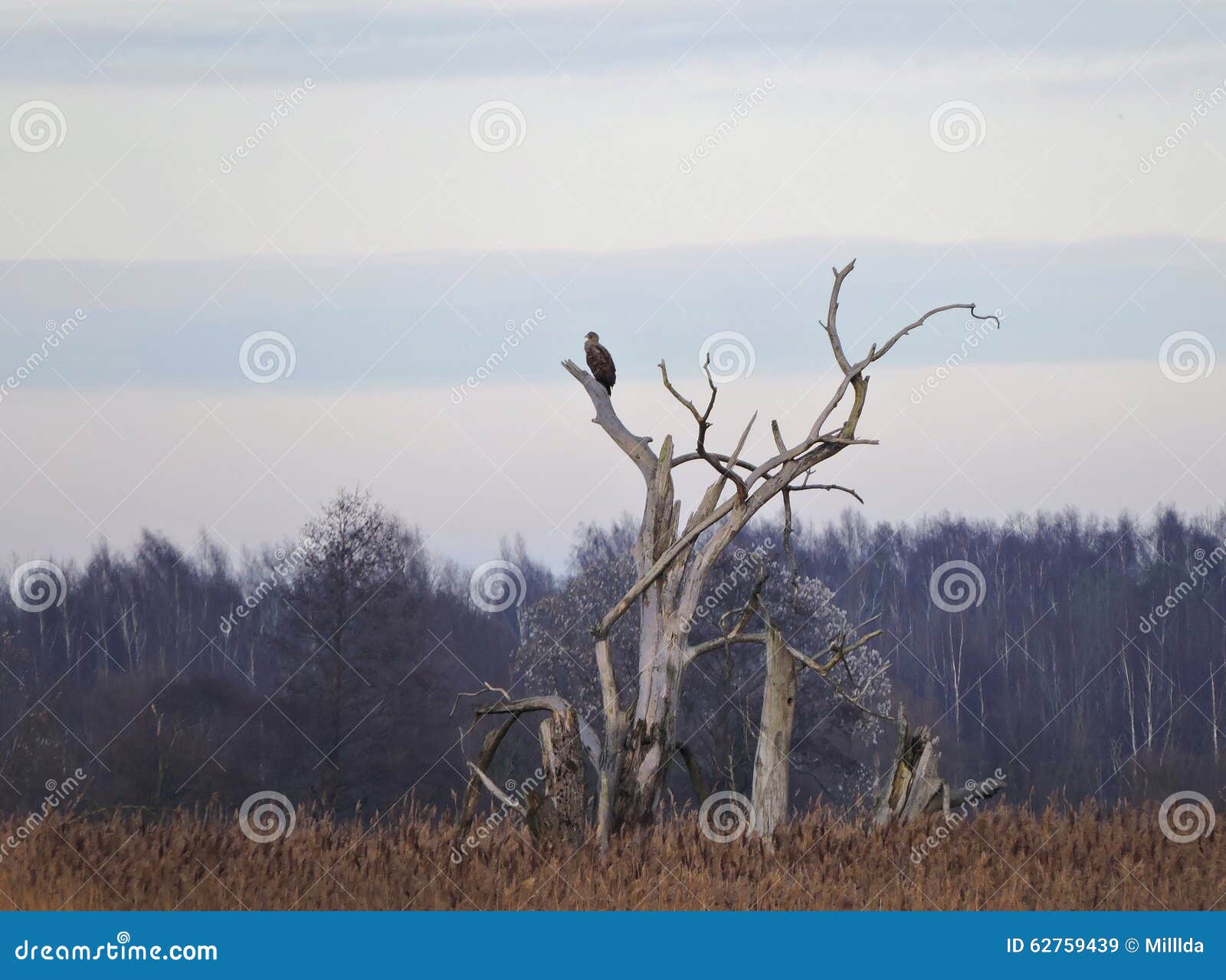 Pássaro de Eagle na árvore velha no pântano, Lituânia