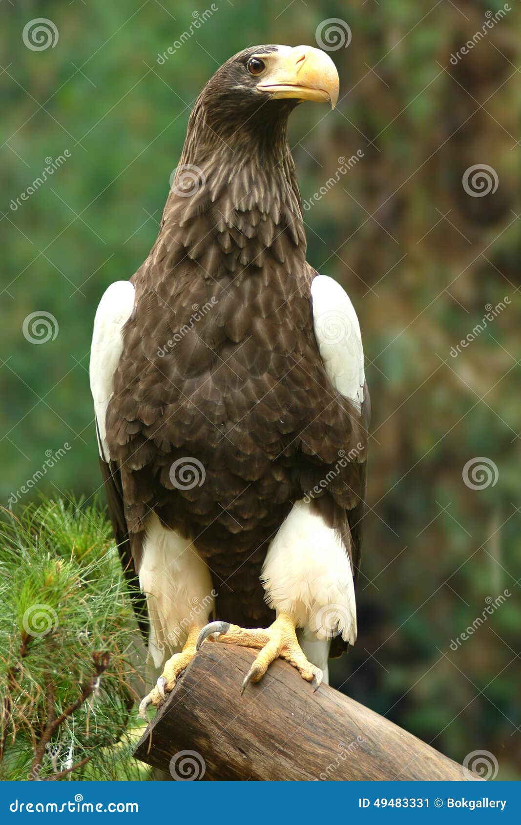 Eagle, 2nd Largest Species in the World Stock Image - Image of