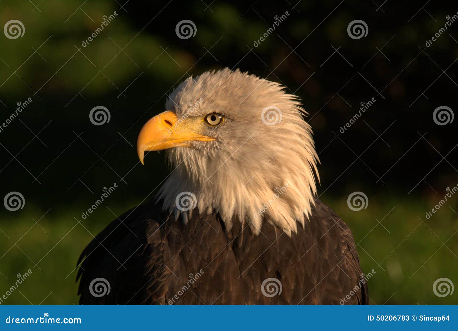 eagle