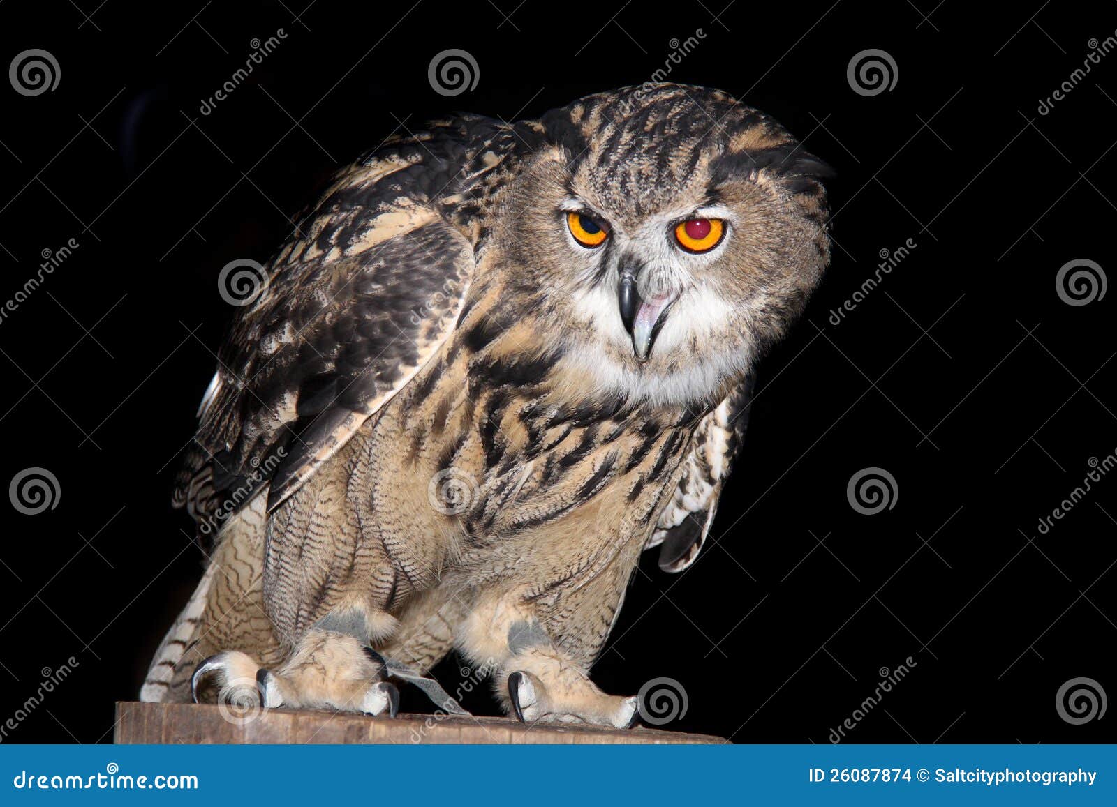Eagle Owl stock photo. Image of brown, black, claws, fear 26087874