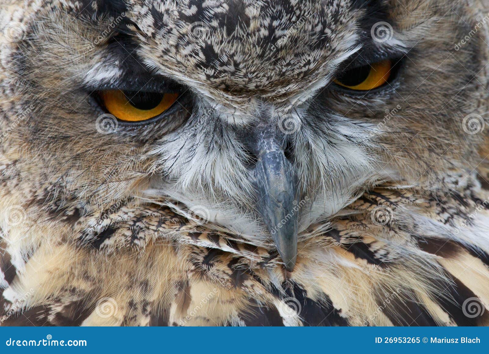 Eagle owl stock image. Image of macro, closeup, outdoors - 26953265