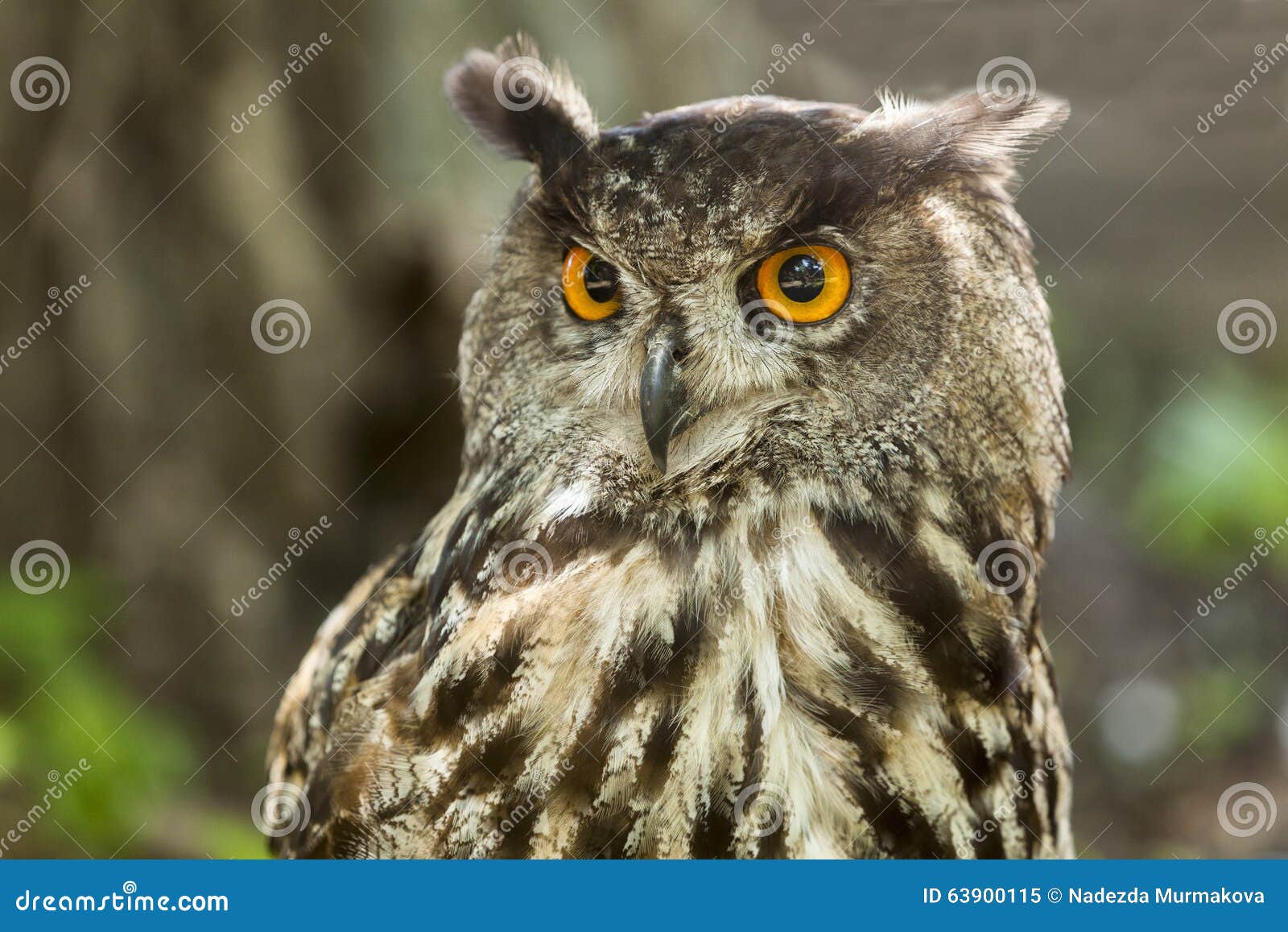 Eagle Owl/an eagle owl. stock image. Image of goshawk - 63900115