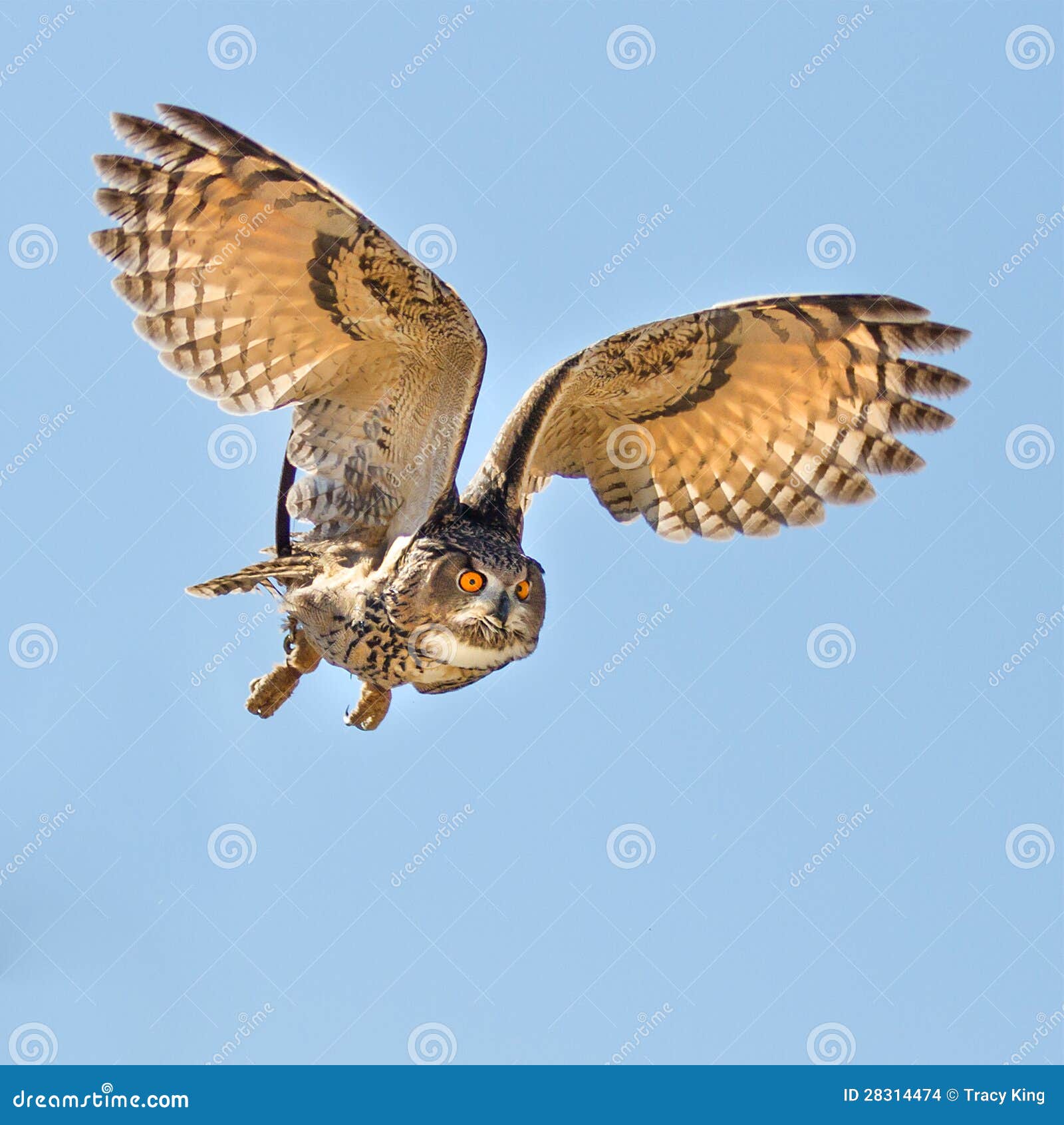 Eagle Owl Flying for a Kill Stock Photo Image of aerial, dive 28314474