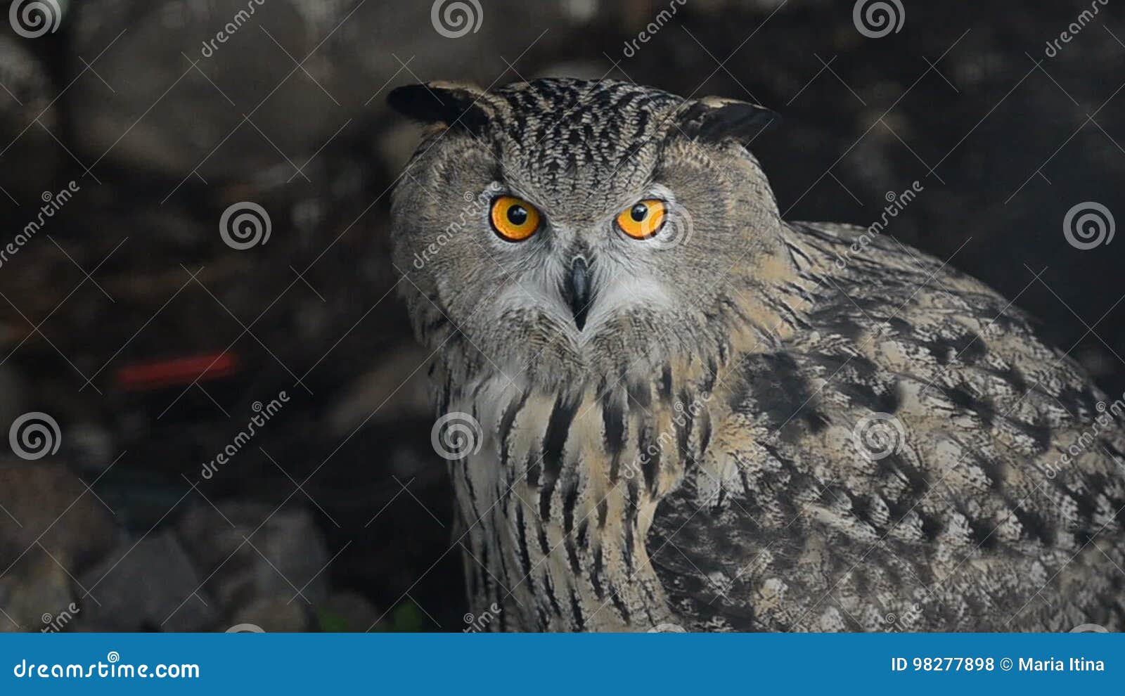 Mystical owl hi-res stock photography and images - Alamy