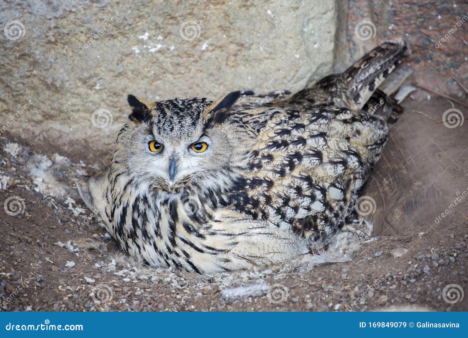 540 Speed Owl Photos Free Royalty Free Stock Photos From Dreamstime