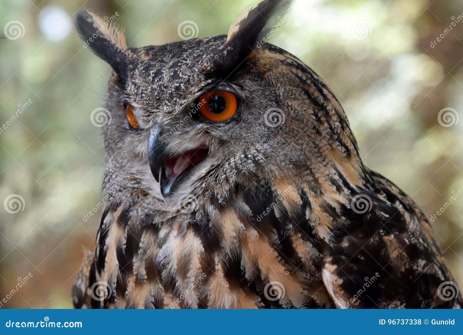 Eagle owl stock photo. Image of direct, animal, detail - 96737338
