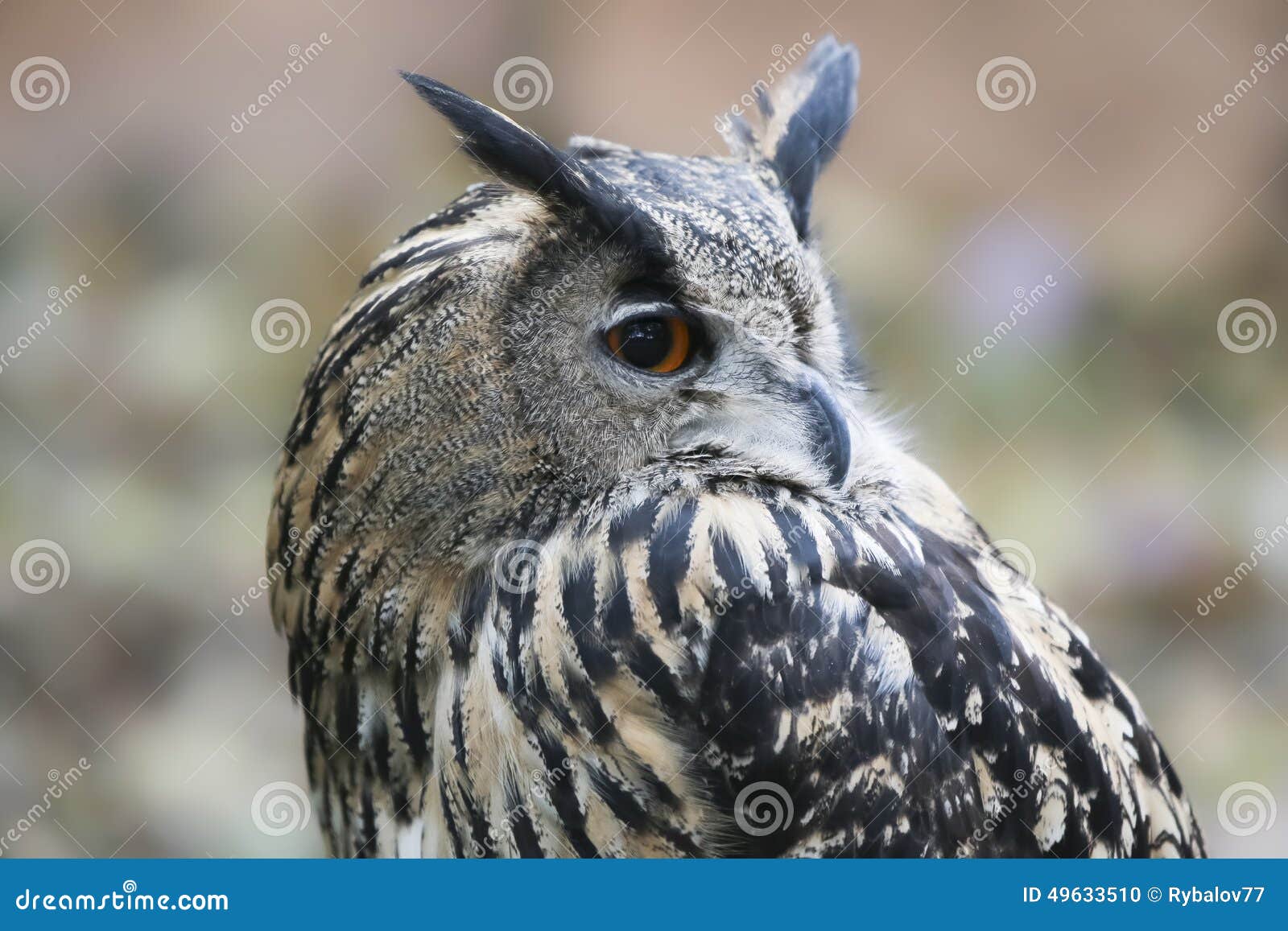 Eagle Owl stock photo. Image of eurasian, large, eagle - 49633510