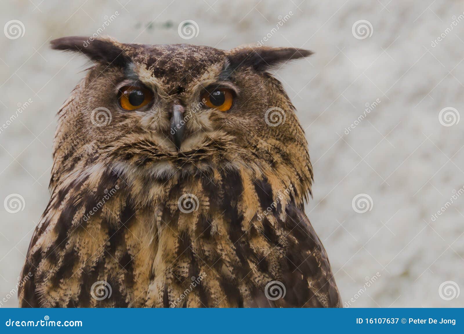 Eagle-Owl Searching for Prey Stock Image - Image of feathers, close ...
