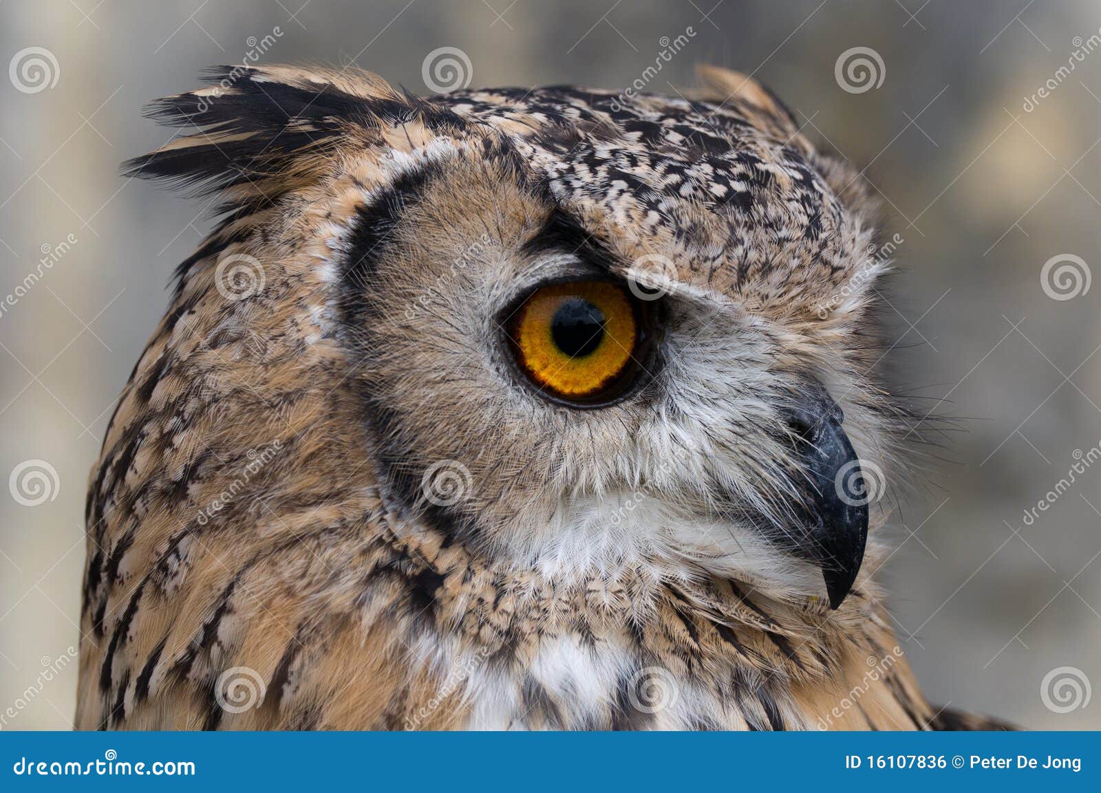 Eagle-Owl Searching for Prey Stock Photo - Image of detail, feathered ...