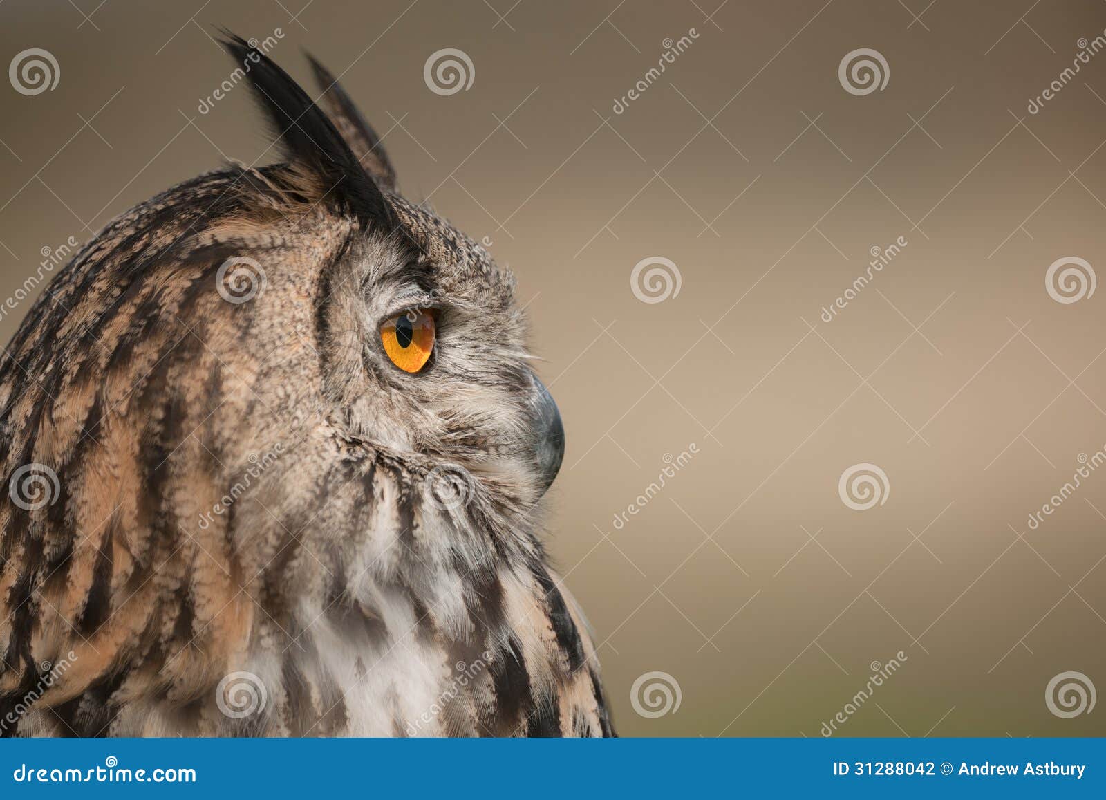 Eagle Owl stock photo. Image of eagle, feathers, animal - 31288042
