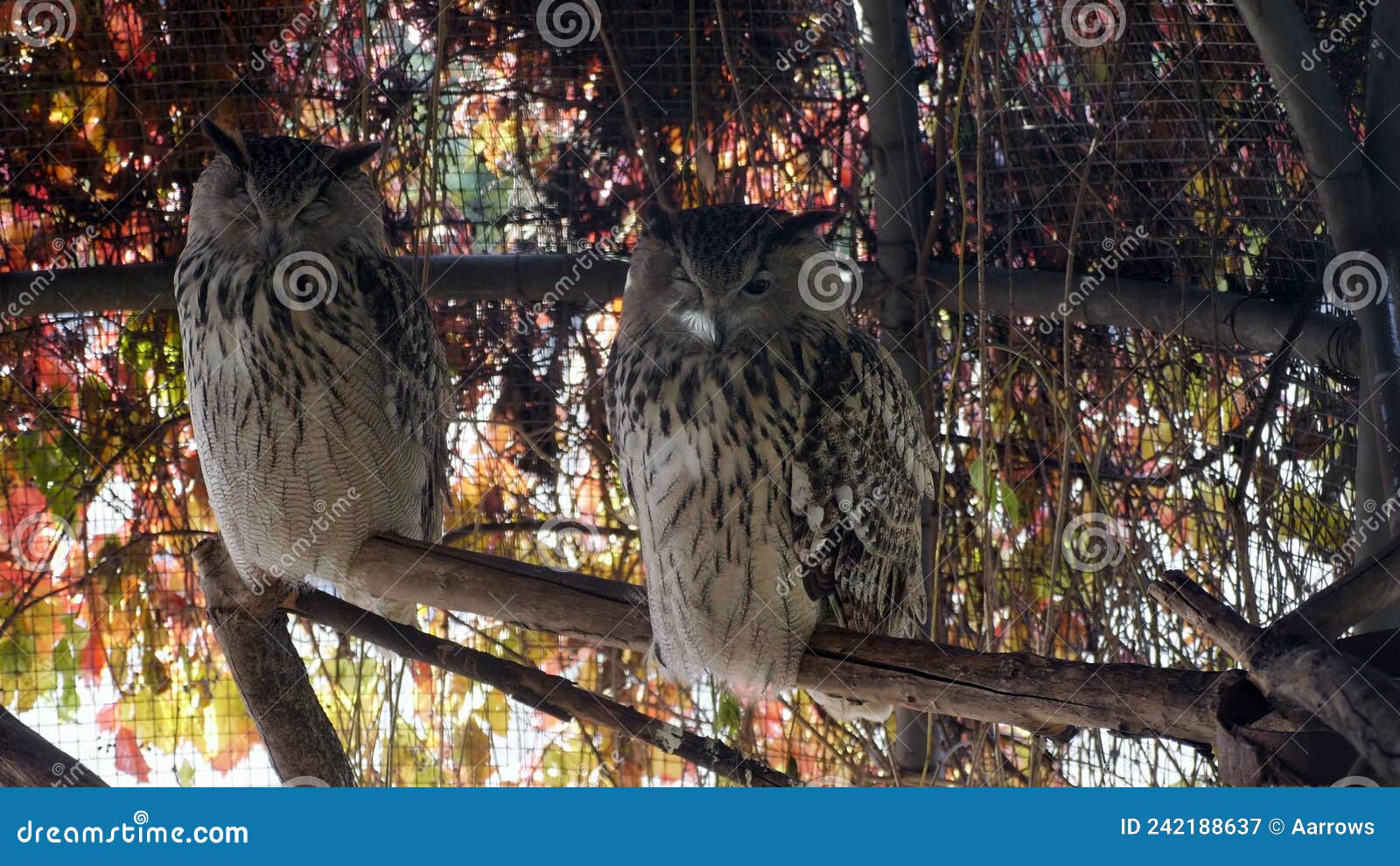 eagle owl sitting and looking on the background of tree leaves