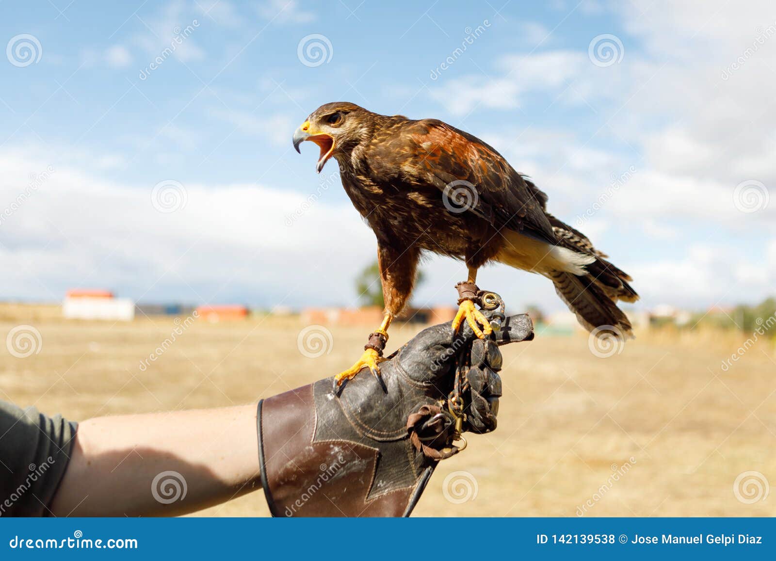 Eagle Perched on the Man`s Hand Stock Photo Image of hood, hunting 142139538