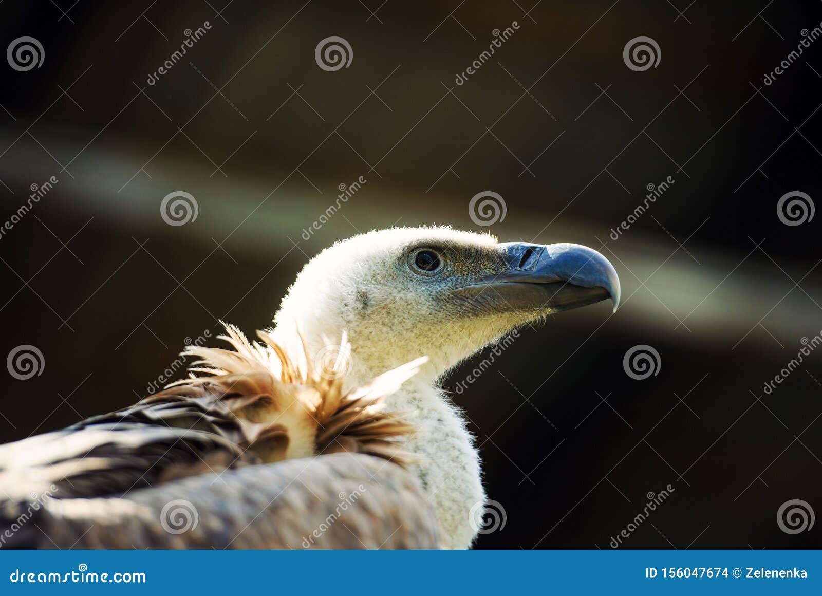 Eagle Portrait stockfoto. Bild von adler, flug, auge 156047674