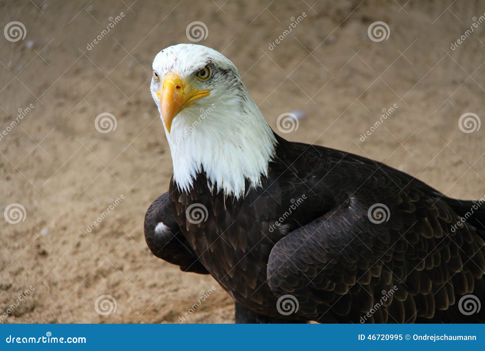 Eagle on the sandy ground stock image. Image of sharp 46720995
