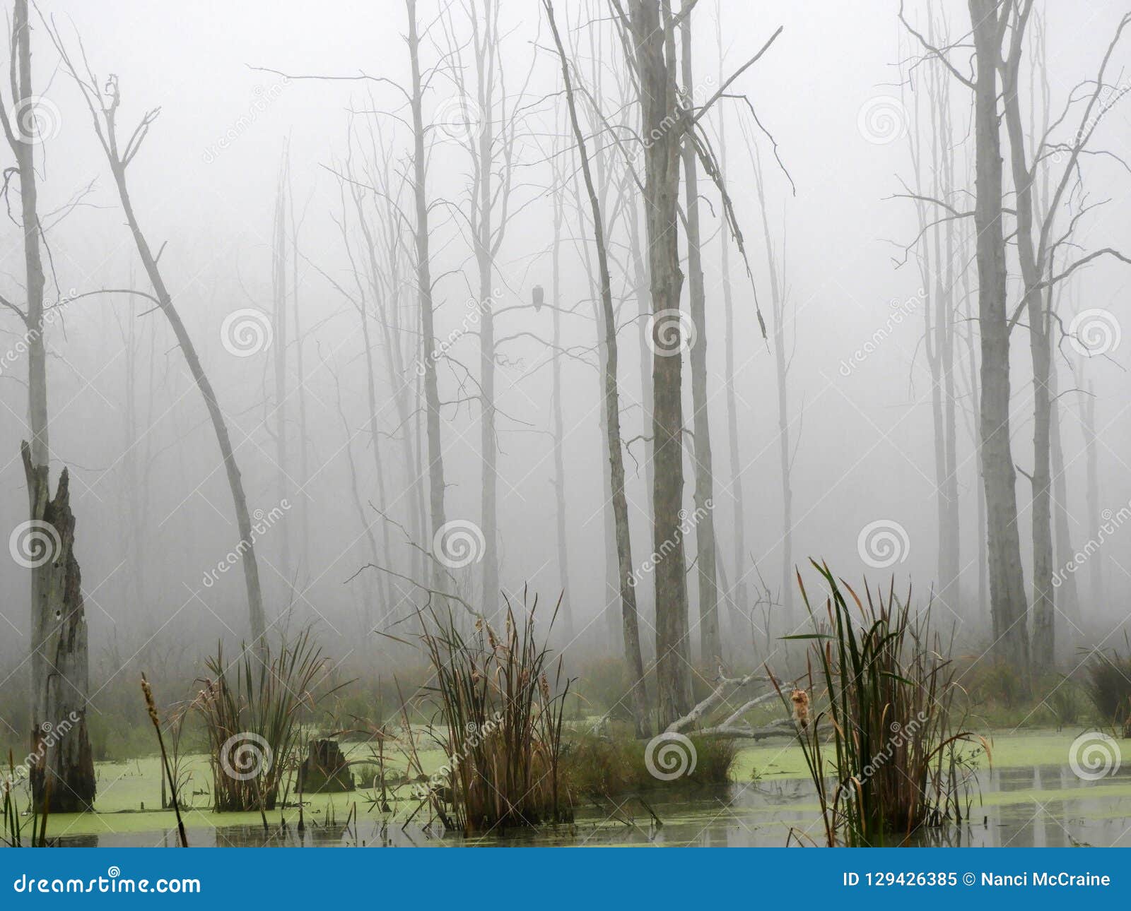 Eagle si siede sul ramo di albero della palude nascosto nella nebbia. Un occhio del ` s dell'aquila è quasi grande come ` umano s, ma la sua acutezza è almeno quattro volte che di una persona con visione perfetta Accipitridae, richiede cinque anni affinchè un'aquila calva raggiunga le piume bianche solide di coda e cape Eagles preferisce molto le aree boscose vicino all'acqua Gli alberi alti per appollaiarsi sono un imperativo ed amano una cena del pesce Malgrado la loro immagine feroce, le aquile calve sono realmente abbastanza timide ed opportunistiche Poiché la loro preda primaria è pesce, le aquile calve a volte sono chiamate aquile di mare, sebbene prendano i certi mammiferi, uccelli acquatici, uccelli marini e carogna, particolarmente durante l'inverno Le aquile calve sono interamente nordamericane ed attualmente sono trovate in ogni stato eccetto le Hawai come pure in tutto il Canada Eagles preferisce le aree indisturbate vicino ai grandi laghi e bacini idrici, paludi e paludi, o distese lungo i fiumi in cui possono trovare l'open water ed il loro alimento primario, pesce