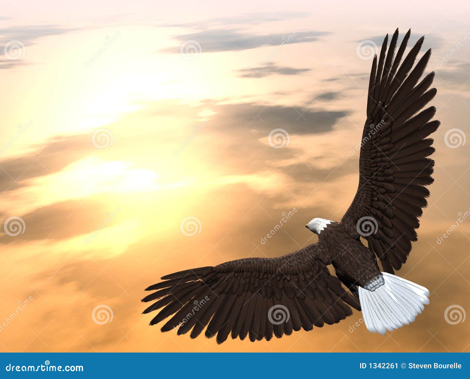 soaring eagle soaring eagle