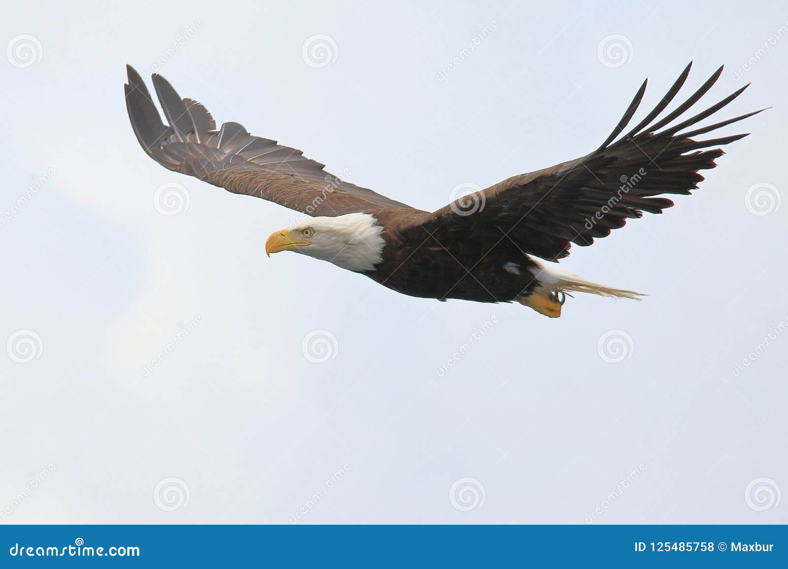 eagle soaring free