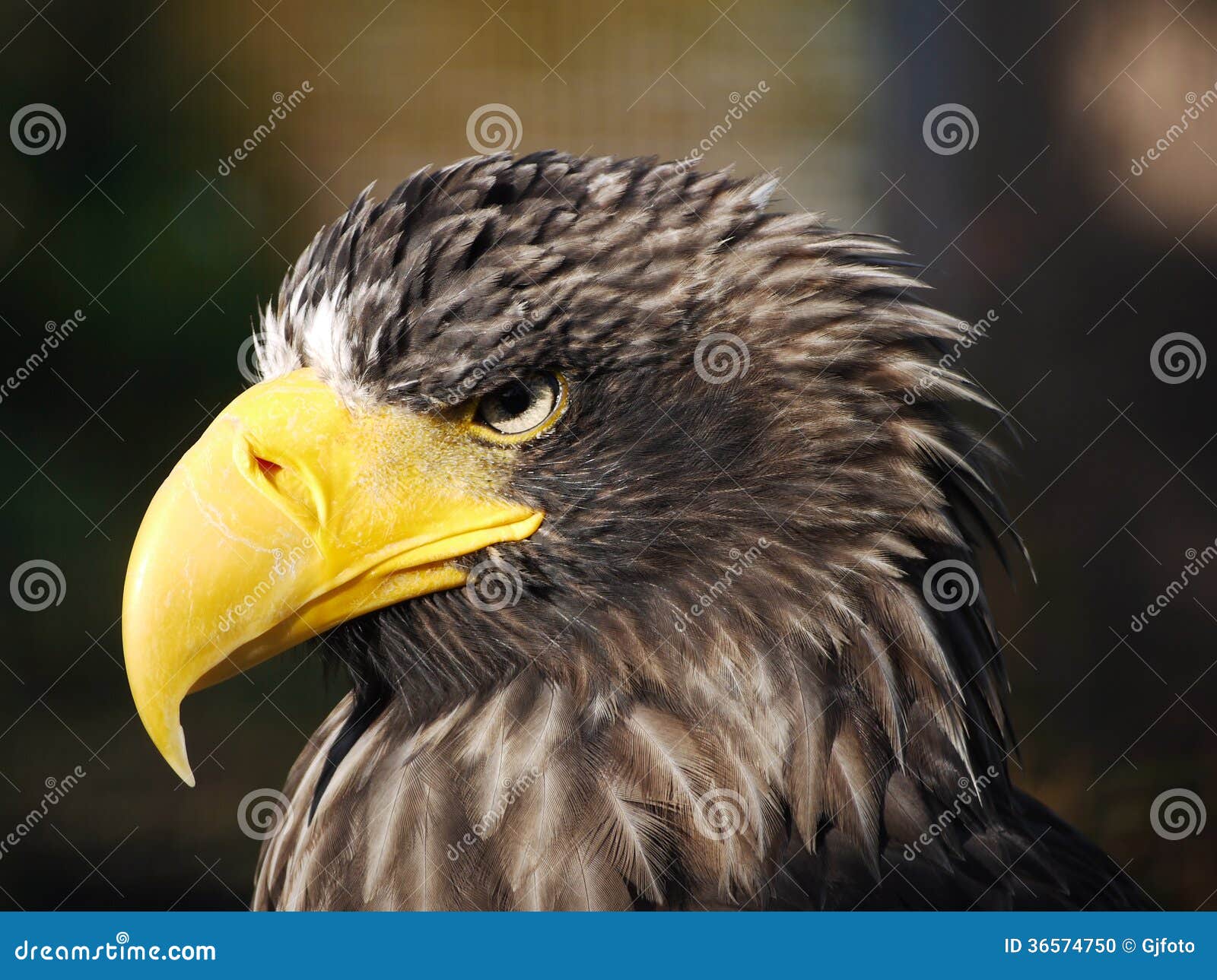 Eagle stock photo. Image of beak, animal, hunter, staring 36574750