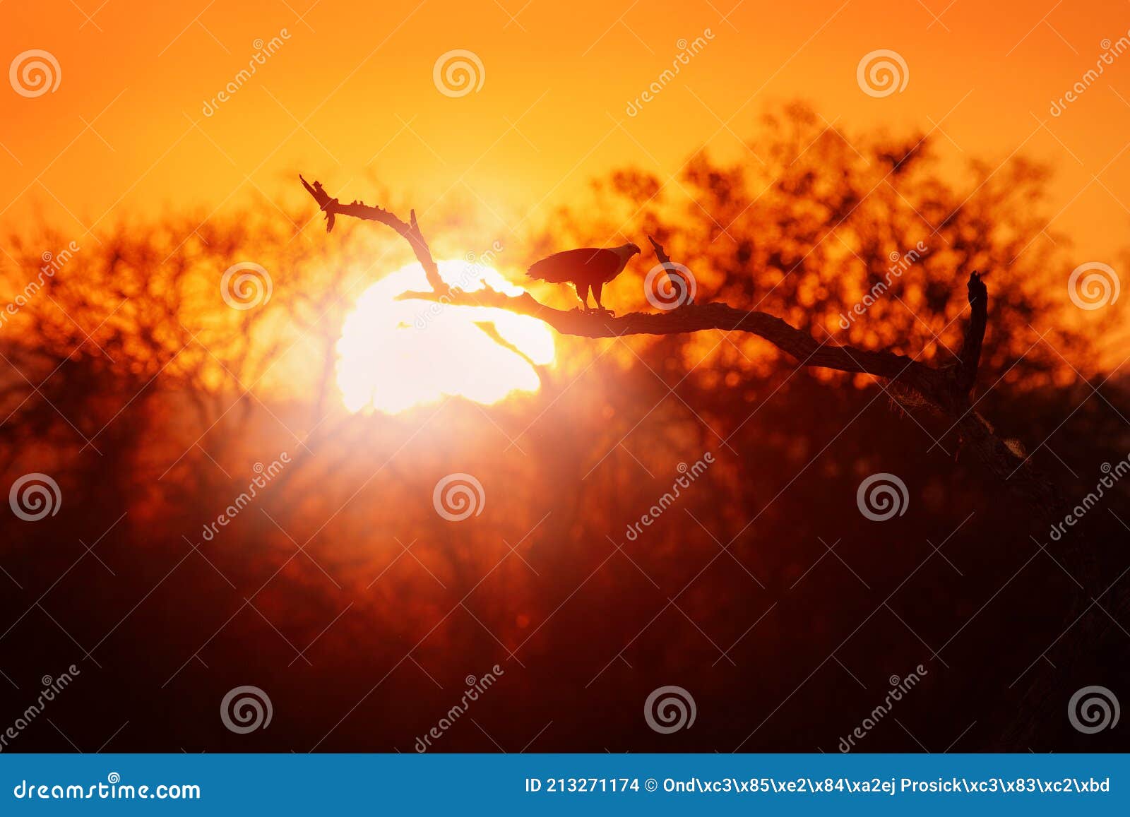 Eagle Sunset, Orange Sun during Morning, Bird in Africa. African Fish ...