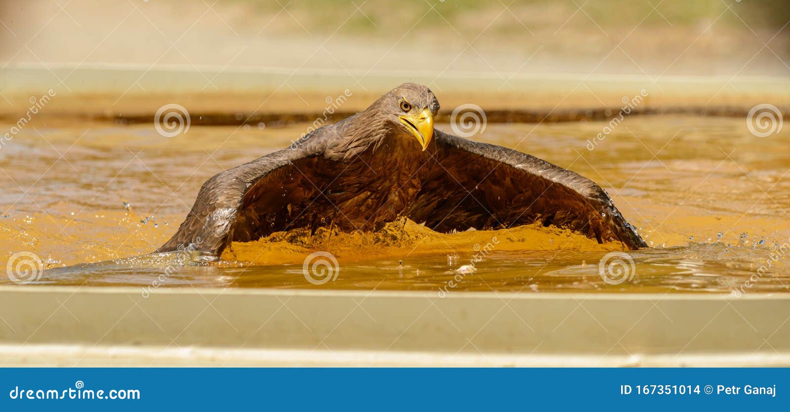 An Eagle Swimming in Pool of Water Stock Photo - of flying, glide: 167351014