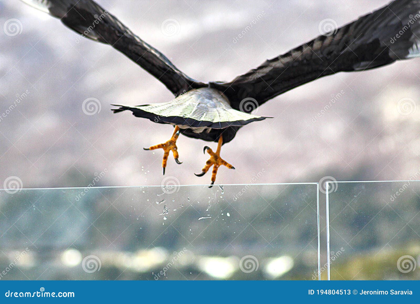 Eagle takes your flight stock image. Image of sleeping 194804513