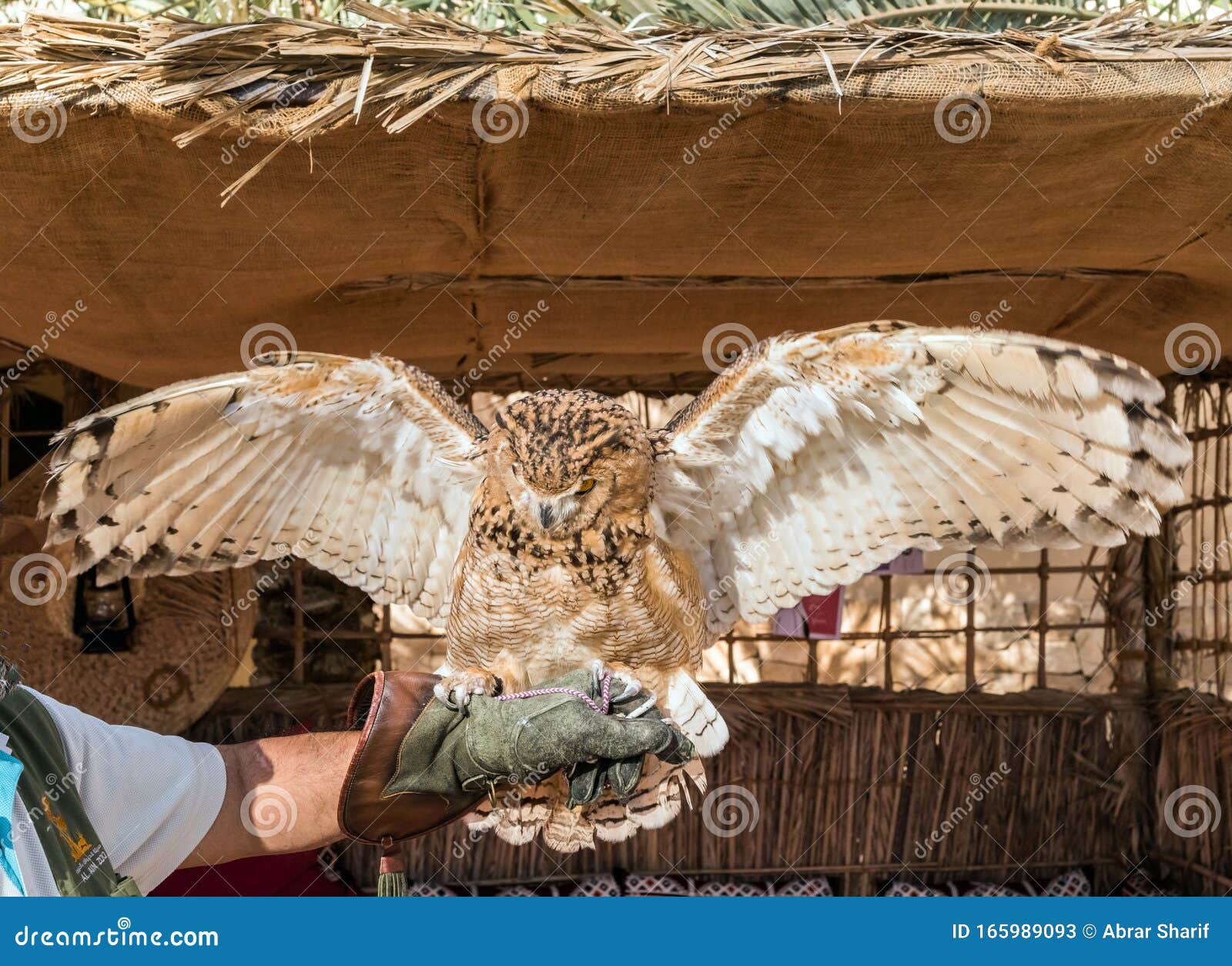 Brown Owl is a Species of Owl Having Super Binocular Vision and