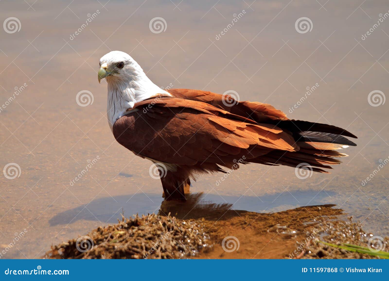 eagle wading in water