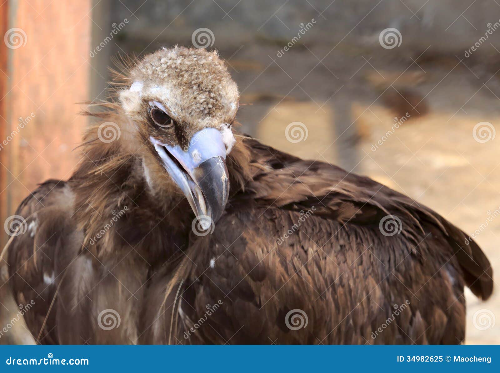 Eagle was treated stock image. Image of eagle, nature 34982625