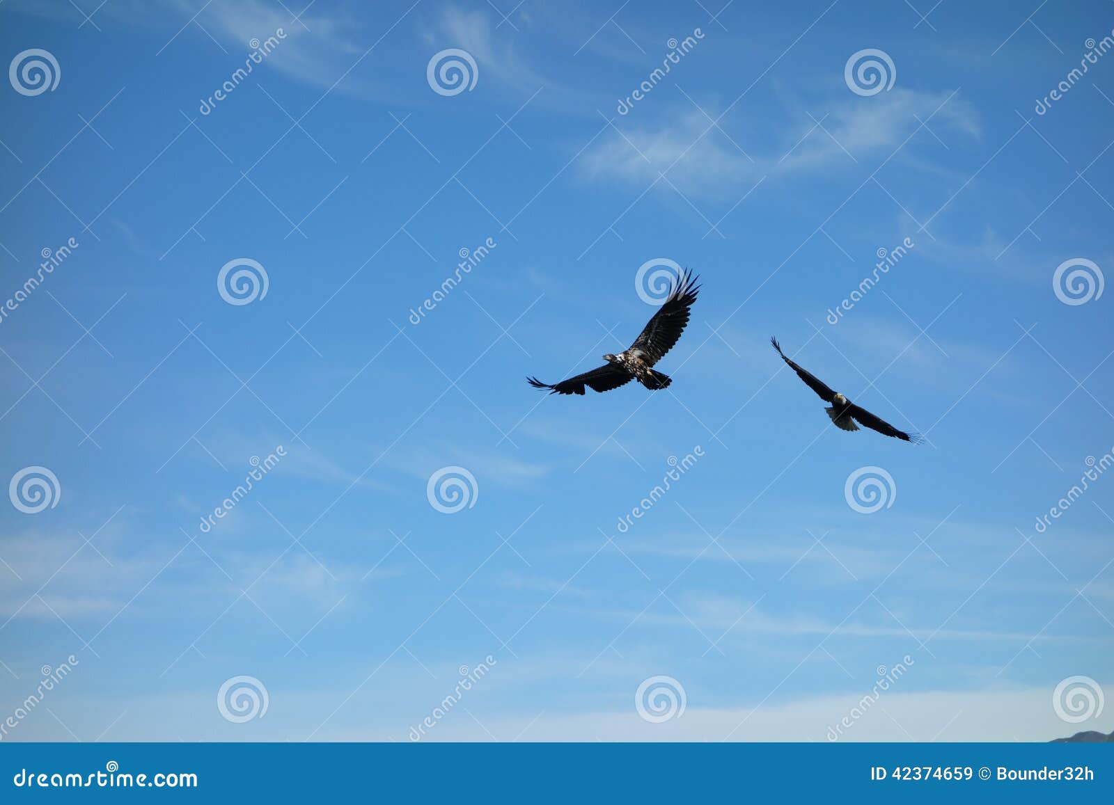 eagles taking flight at valdez, alaska.