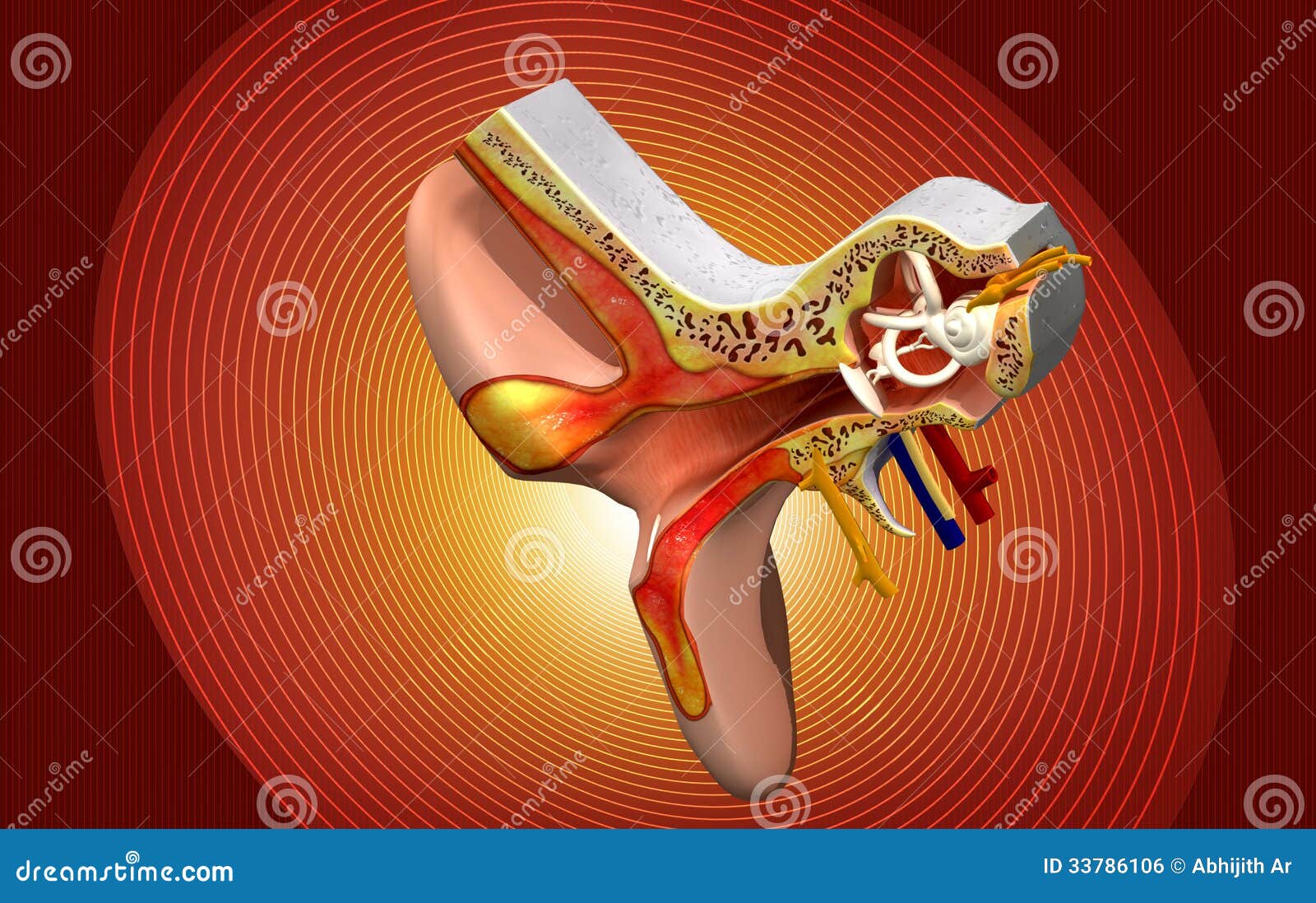Ear anatomy stock illustration. Illustration of organ 33786106