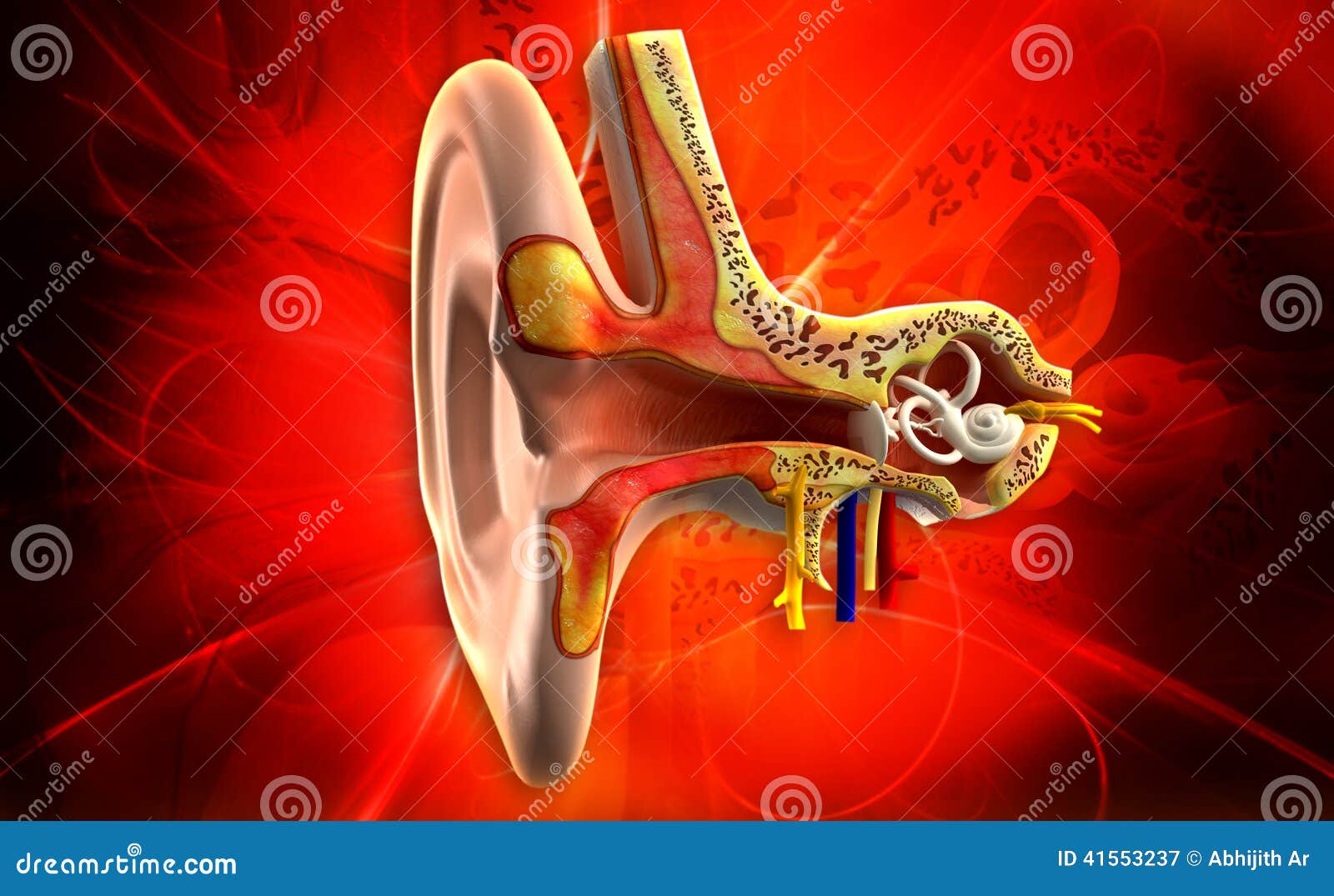 Ear Anatomy RoyaltyFree Illustration 41553237