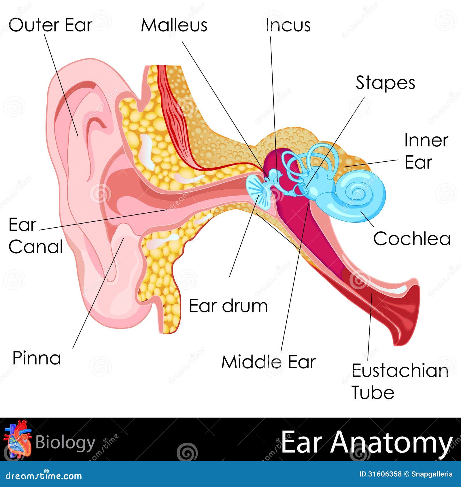 4,069 Ear Canal Images, Stock Photos & Vectors | Shutterstock