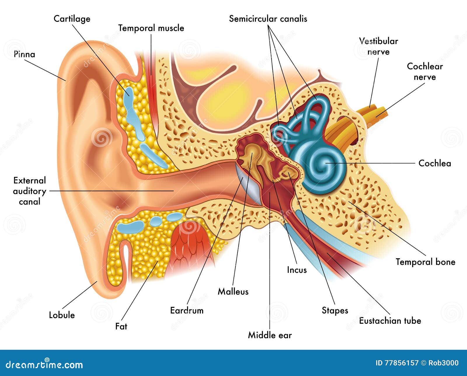 ear anatomy