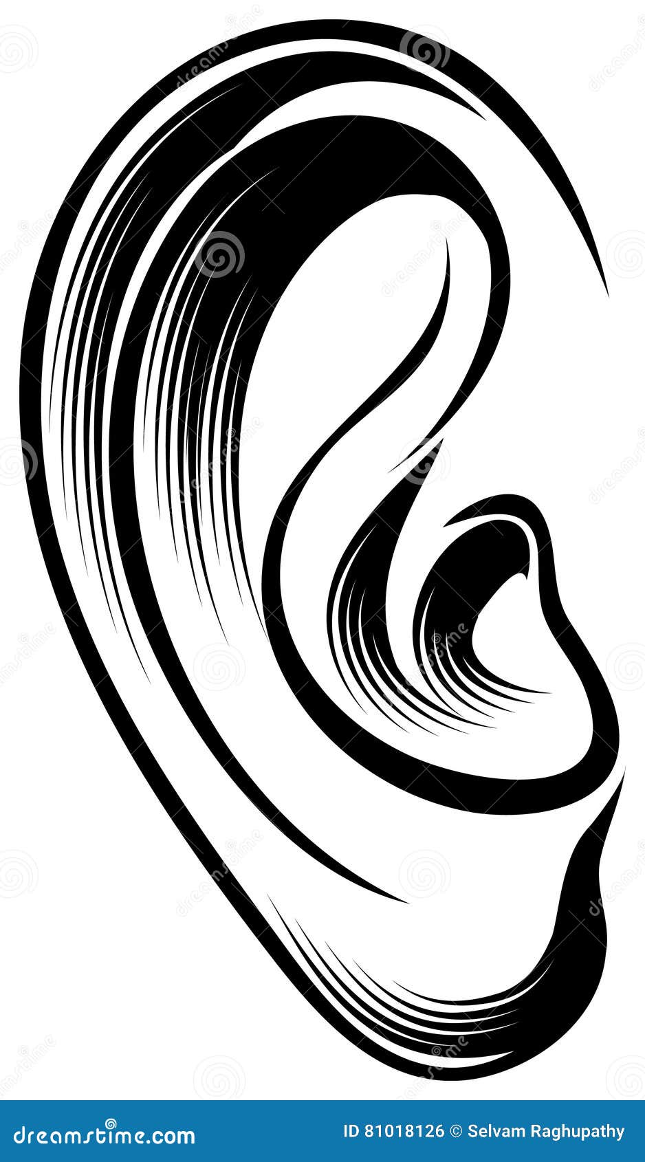 Ear stock vector. Illustration of object, acoustic, listen - 81018126, image size:938x1690