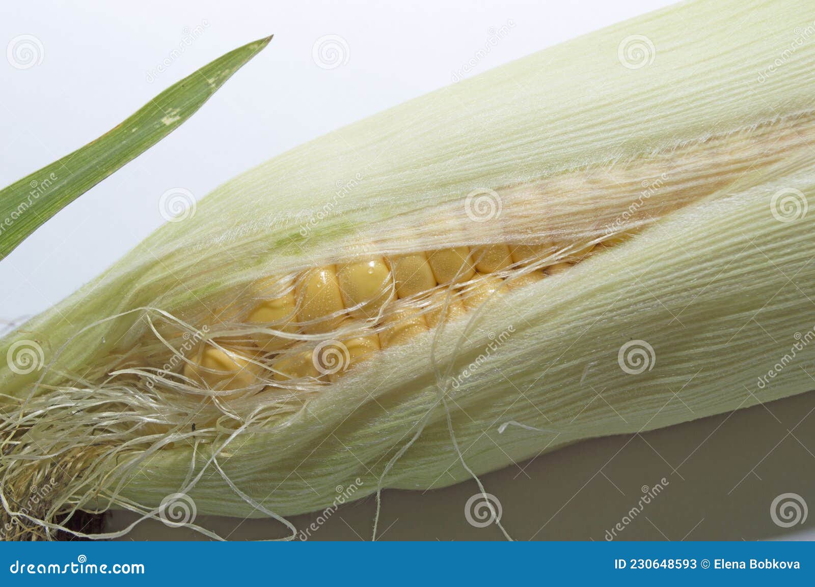 An Ear of Boiled Corn with Yellow Grains Stock Image Image of