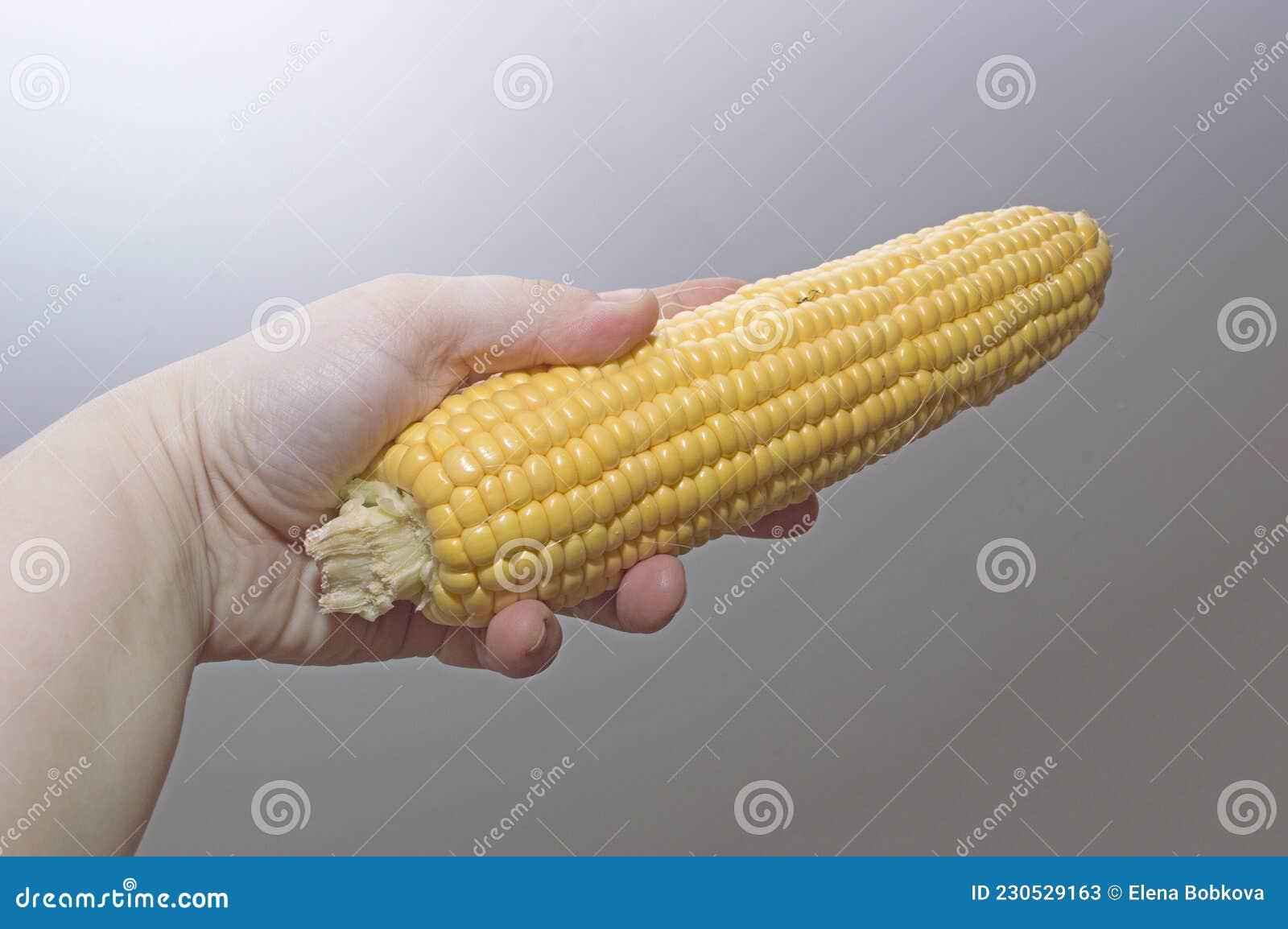 An Ear of Boiled Corn with Yellow Grains Stock Image Image of