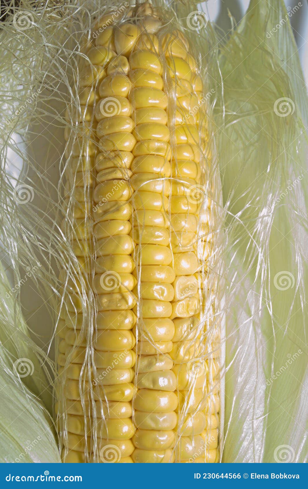 An Ear of Boiled Corn with Yellow Grains Stock Photo Image of healthy